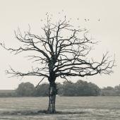 صورة لشجرة يابسة خريفية. 